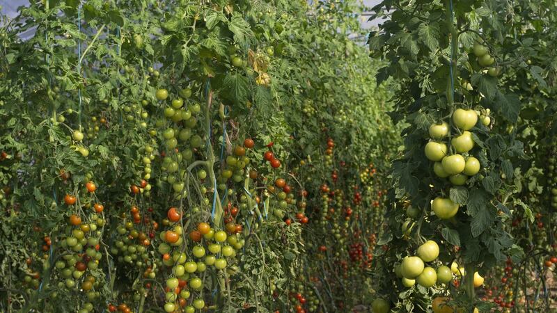 Vine/cordon type tomatoes ripening in an Irish polytunnel. Photograph:  Richard Johnston