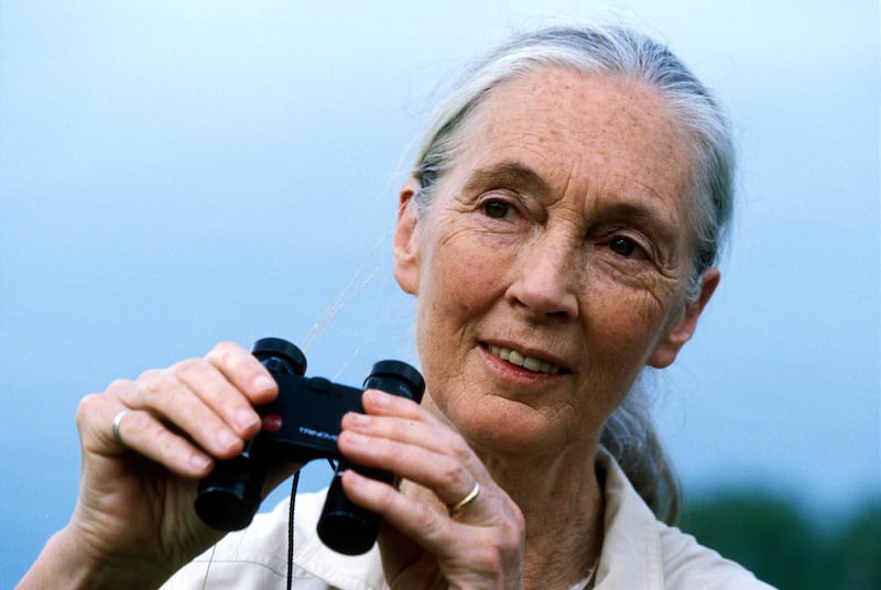 Renowned environmentalist Dr Jane Goodall. Photograph: Bill Wallauer/PA