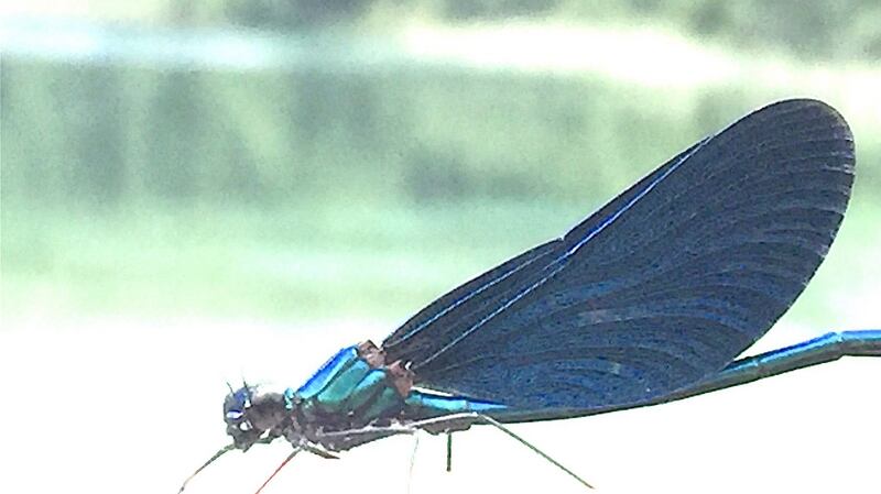 The male beautiful demoiselle, also called the beautiful jewelwing.