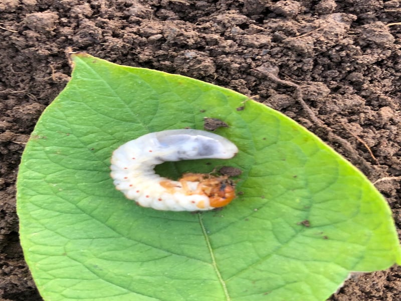 Larva of the cockchafer or maybug. Photograph supplied by Enda Molloy