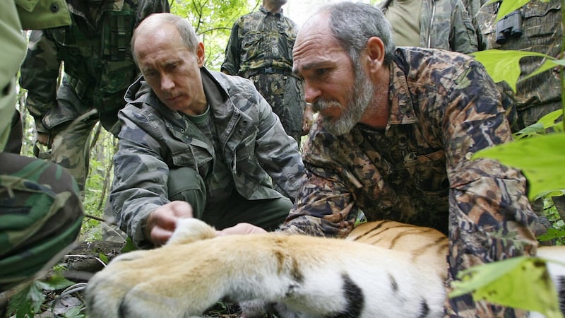 Russia’s then prime minister Vladimir Putin, assisted by  scientist scientist Vyacheslav Razhanov, fixes a  satellite transmitter to a tiger in the Ussuriysky forest reserve  in the Far East in August 2008. Photograph: Alexey Druzhinin/AFP via Getty Images