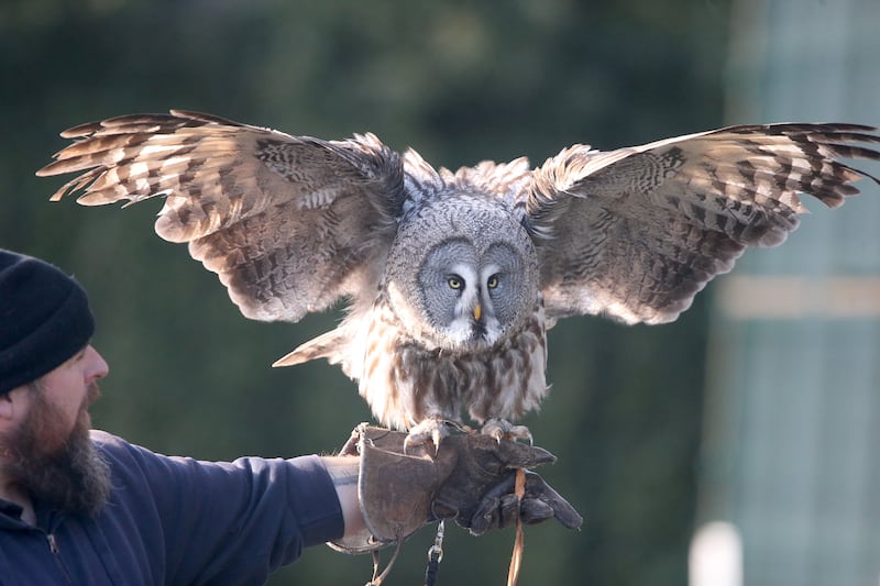 The Great Grey Barn Owl at the National Bird of Prey Centre, Blessington Co Wicklow. Photograph: Stephen Collins/Collins Photos