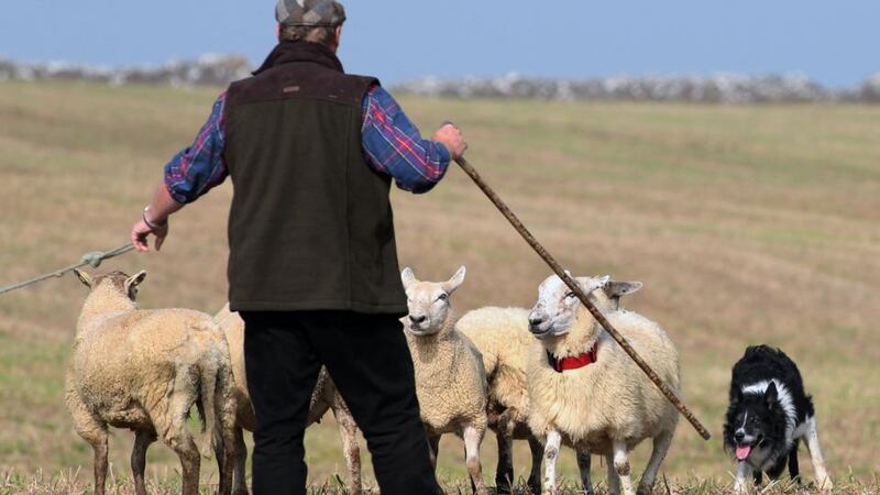 Derek Scrimgeour from The Lake District and his dog Mirk competitng at the 2014 International Sheepdog Trials at Kilbegnet, Co. Roscommon, yesterday. Photograph: Joe O'Shaughnessy