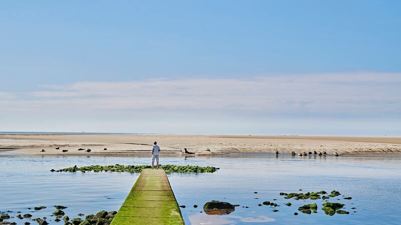 Seals at Borkum, an island in Lower Saxony, off Germany's northwestern coastline. Photograph: Jens Wegener