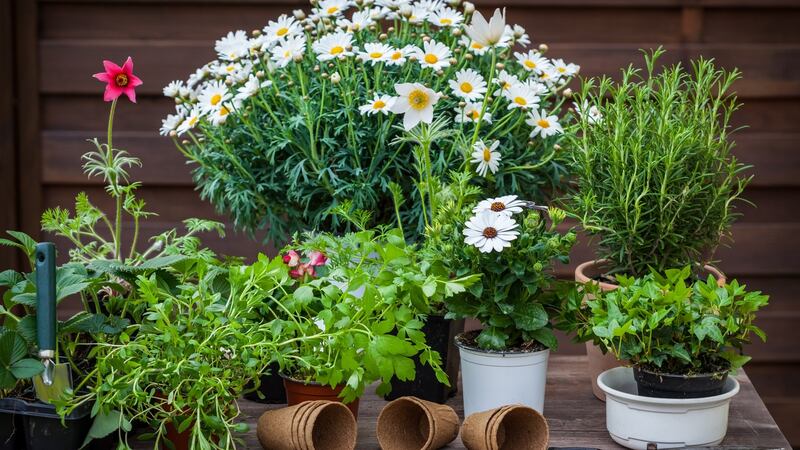 Group your outdoor pots on a table