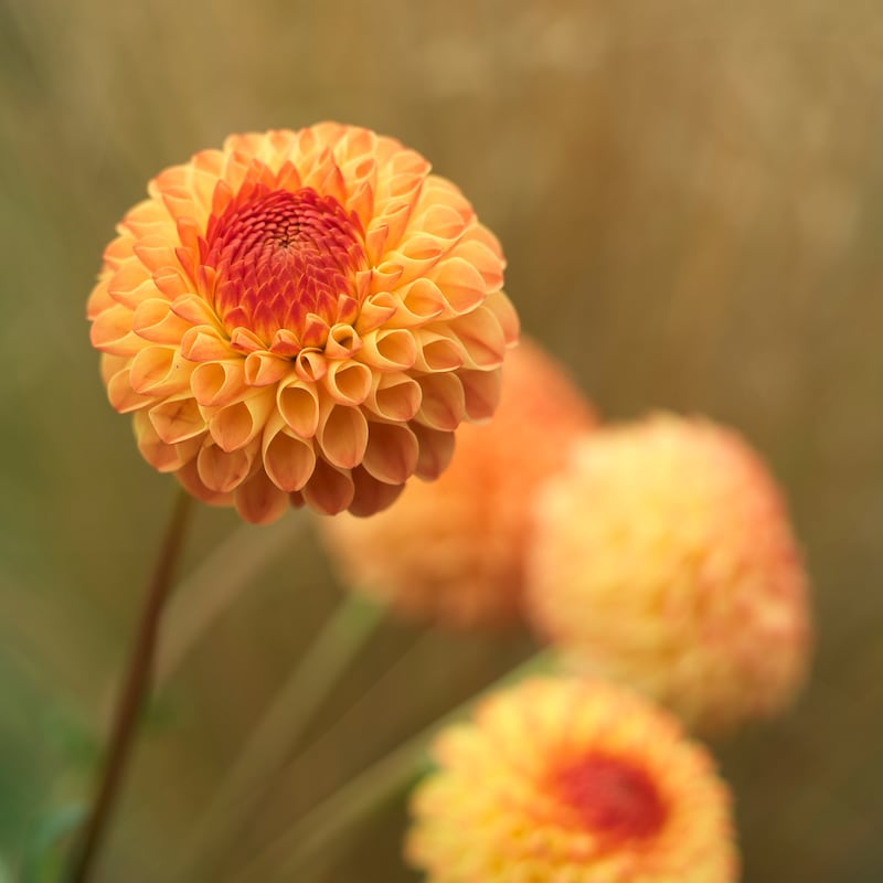 Dahlia 'Mrs Kennedy'