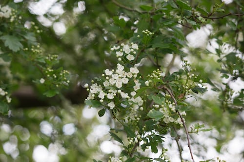 Our friend has warned us against planting a hawthorn boundary hedge. What can we use instead?