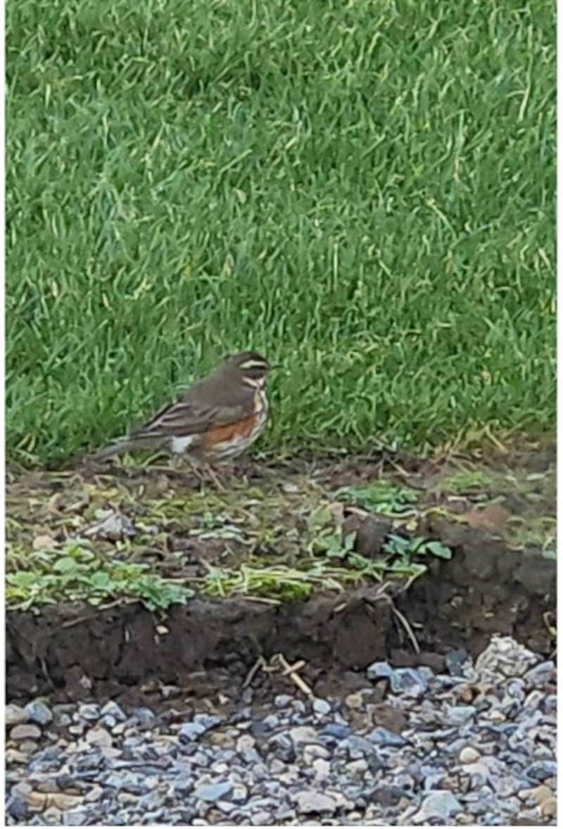 Redwing. Photograph supplied by Katrina Collins