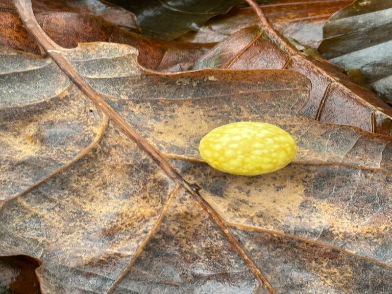 Cherry gall. Photograph supplied by Laura Malone