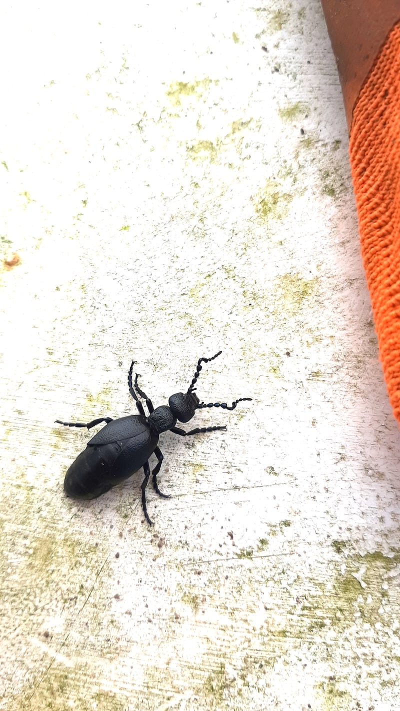 Black oil beetle. Photograph supplied by Ann Doran