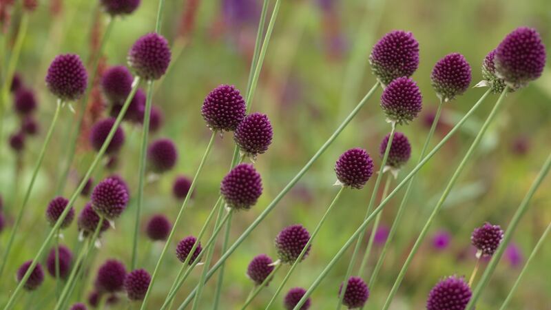 Allium sphaerocephalon. Photograph: Richard Johnston