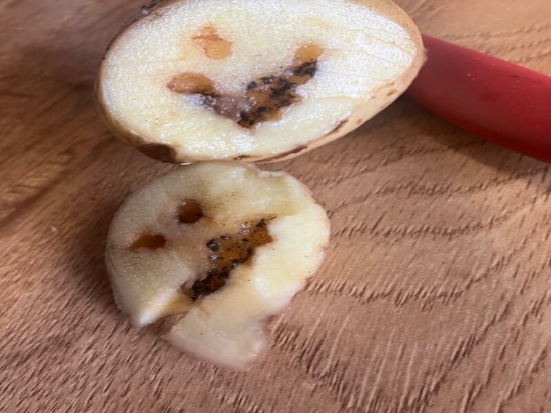 Wireworms, pests of potato tubers, are the larvae of the click beetle. Photograph: Michael McGreal