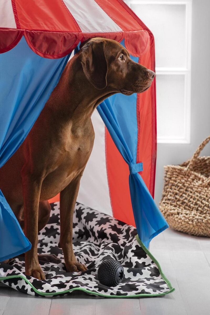 The Ikea circus tent makes a perfect indoor dog kennel