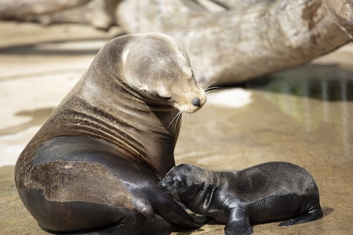 Three sea lion pups born within two week period at Dublin Zoo