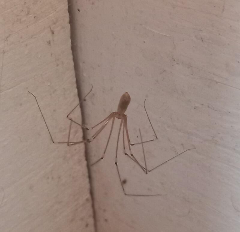 A Cellar spider. Photograph: Tom Doogan