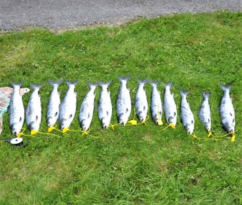 Thirteen seized salmon, yellow tagged by fisheries staff