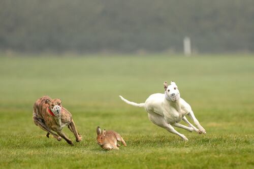 Two Sinn Féin TDs face suspension over hare coursing Bill