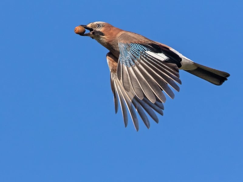 Jays always favour acorns, the nut of the oak tree. Photograph: Andyworks/Getty