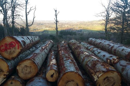 Tánaiste says no privatisation of public land after Coillte criticism