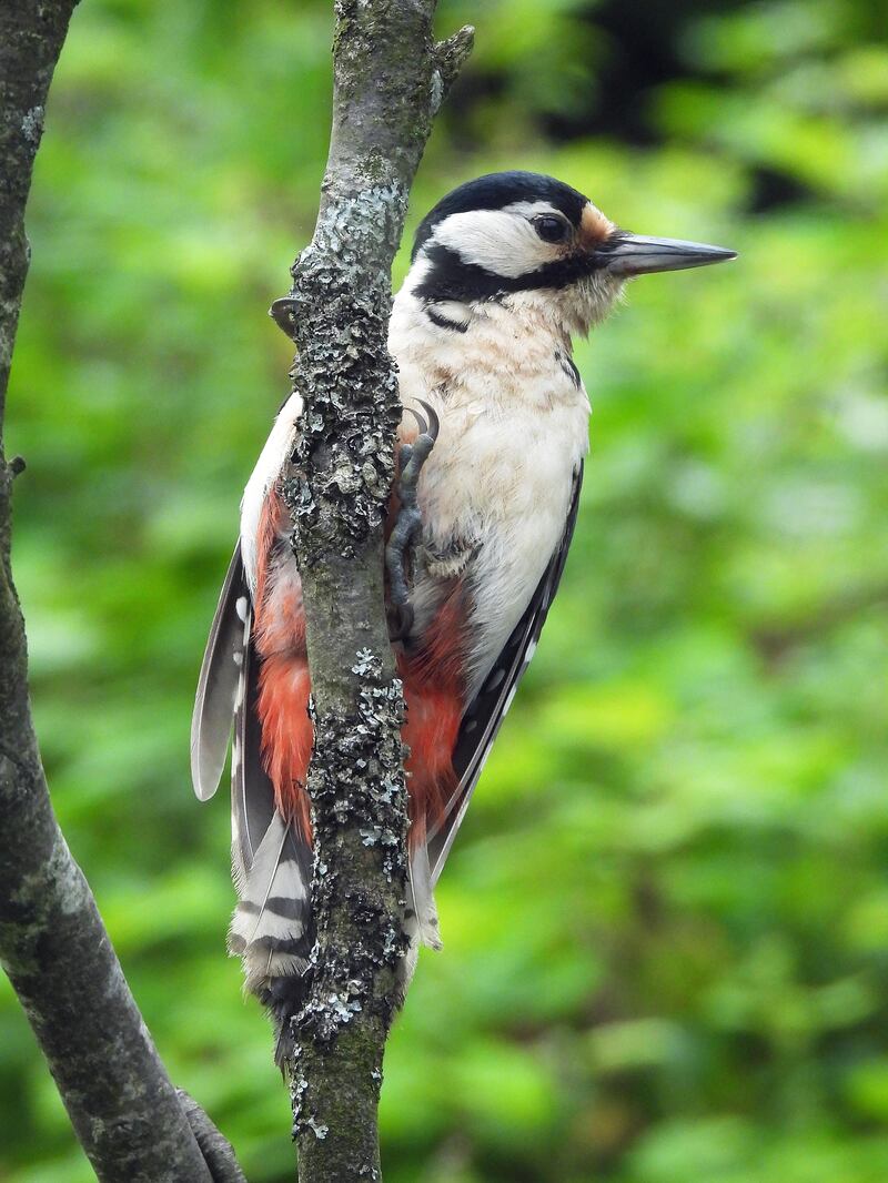 Great spotted woodpecker on the grounds of the Bee Sanctuary of Ireland. Photograph: Clare-Louise Donelan