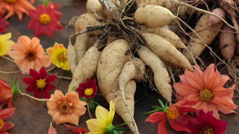 The edible tubers of dahlias are a tasty food crop. Photograph: Richard Johnston