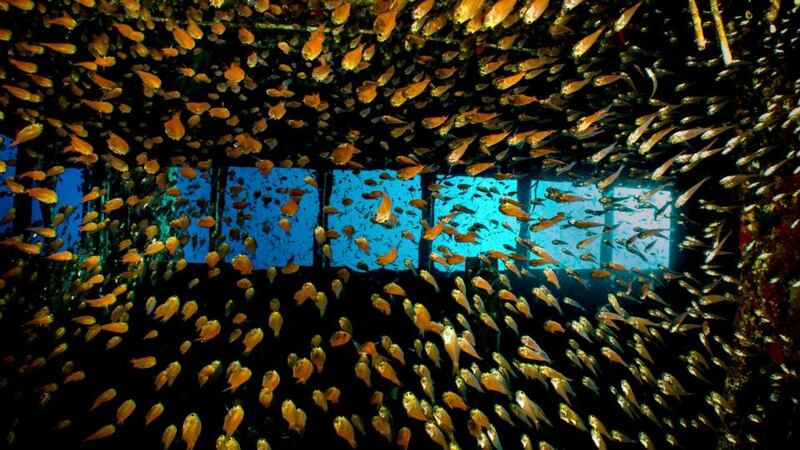 Glassfish School on the Giannis D wreck, Red Sea. Photograph by Jackie Campbell from her portfolio which has won the British Society of Underwater Photographers Open portfolio competition.