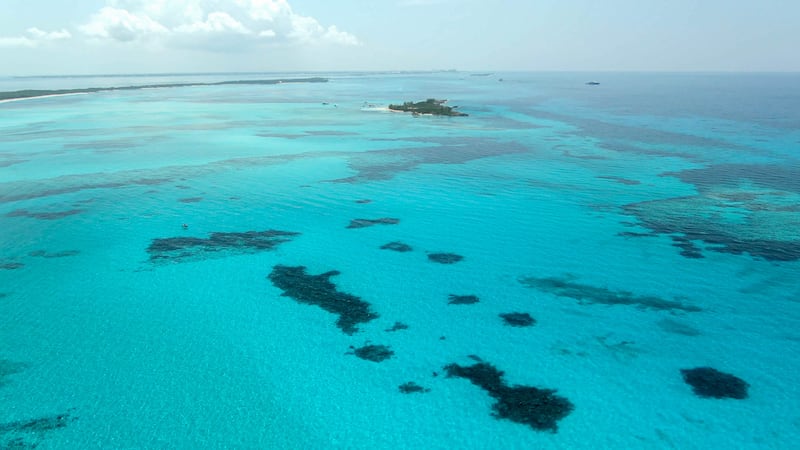 Part of the vast seagrass ecosystem in Bahama Banks, which acts as a major store of 'blue carbon'. Photograph: Beneath The Waves