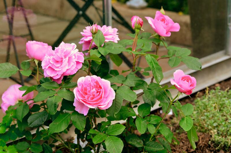 English rose 'Gertrude Jekyll'. Photograph: Ralf Antblad/iStock