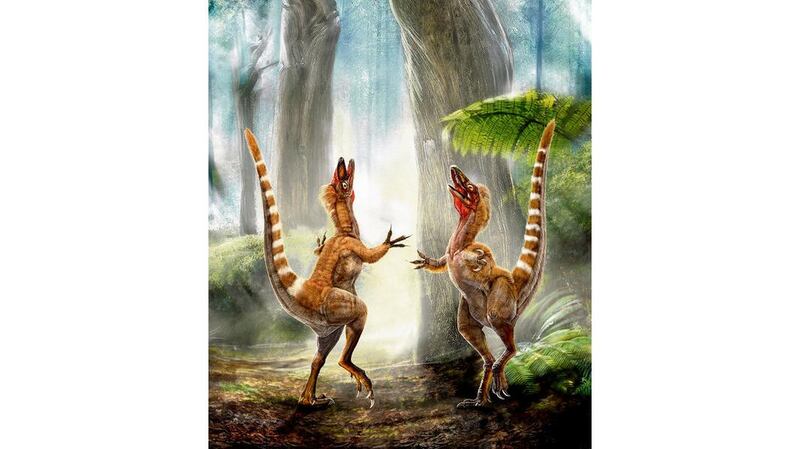 Birds of a feather: Two Sinosauropteryx.