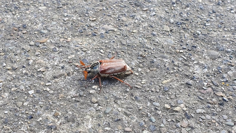 Male cockchafer.