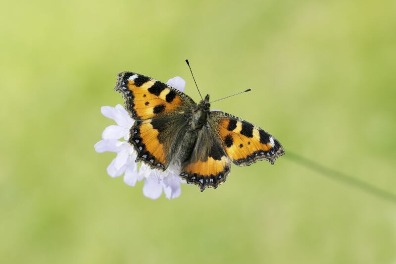 Butterflies populations have fallen due to the challenges of climate change and habitat loss. Photograph: Iaian Leach/Butterfly Conservation