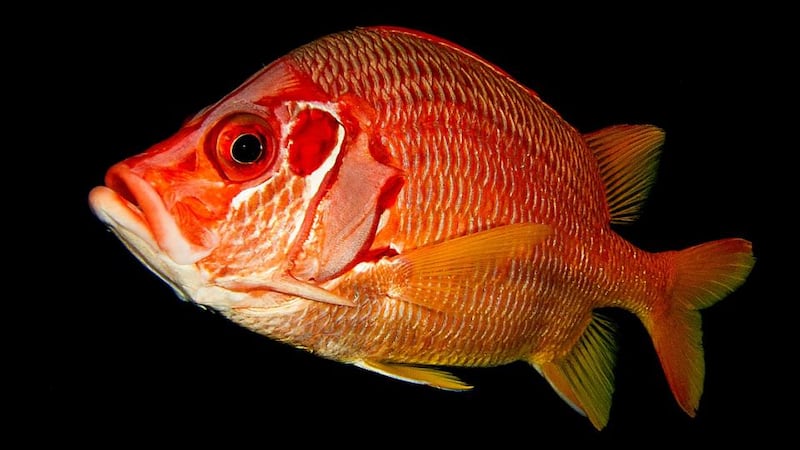 Giant Squirrel Fish, Red Sea. Photograph by Jackie Campbell from her portfolio which has won the British Society of Underwater Photographers Open portfolio competition.