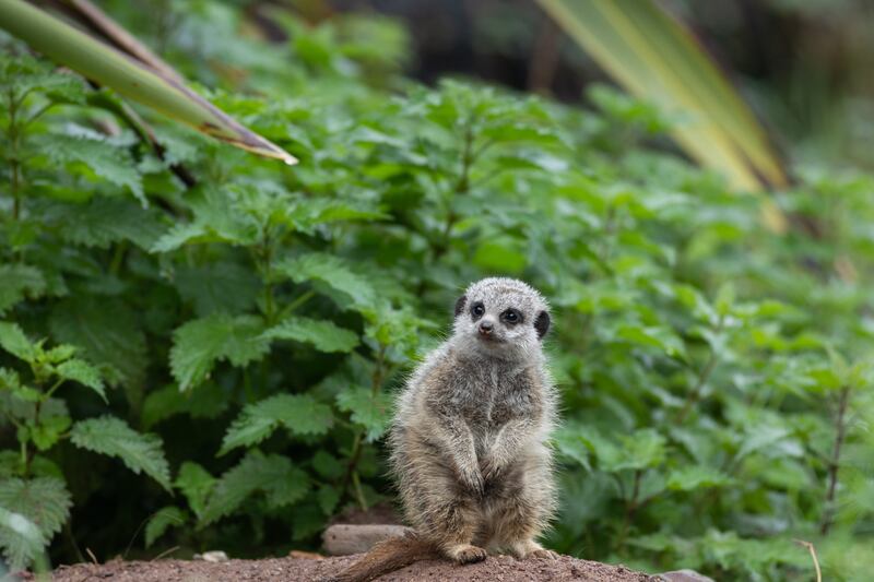 
One of the three baby meerkats recently born in Fota Wildlife Park.