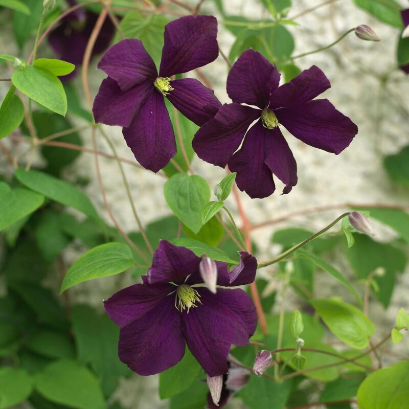 Clematis viticella ‘Etoile Violette’ flowering in an Irish garden. Photograph: Richard Johnston