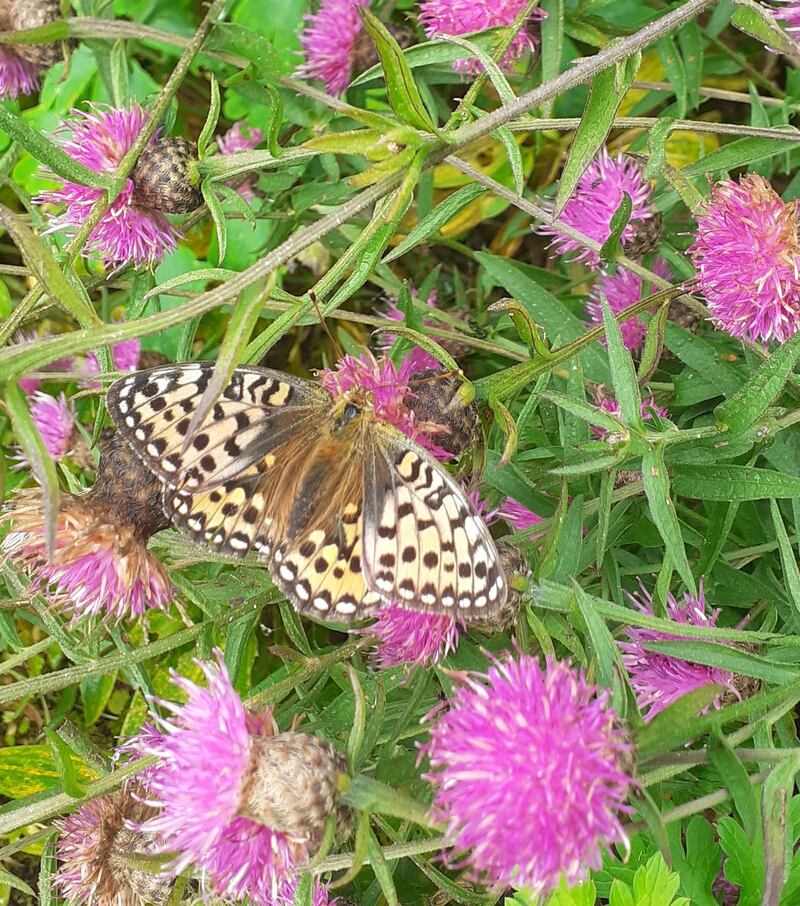 Female Dark Green Fritillary: adults fly from early June to mid-September. Photograph: Jenny  Hickey