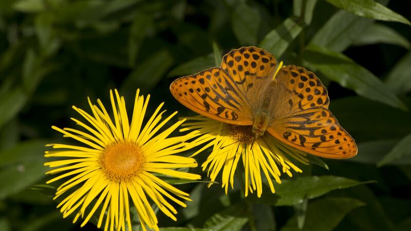 Silver-washed fritillary  flies mid-June to August. Photograph:  Getty Images