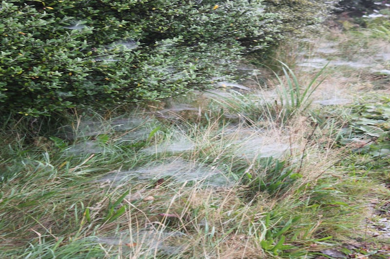 Hammock webs of money spiders. Photograph supplied by Michael Fletcher