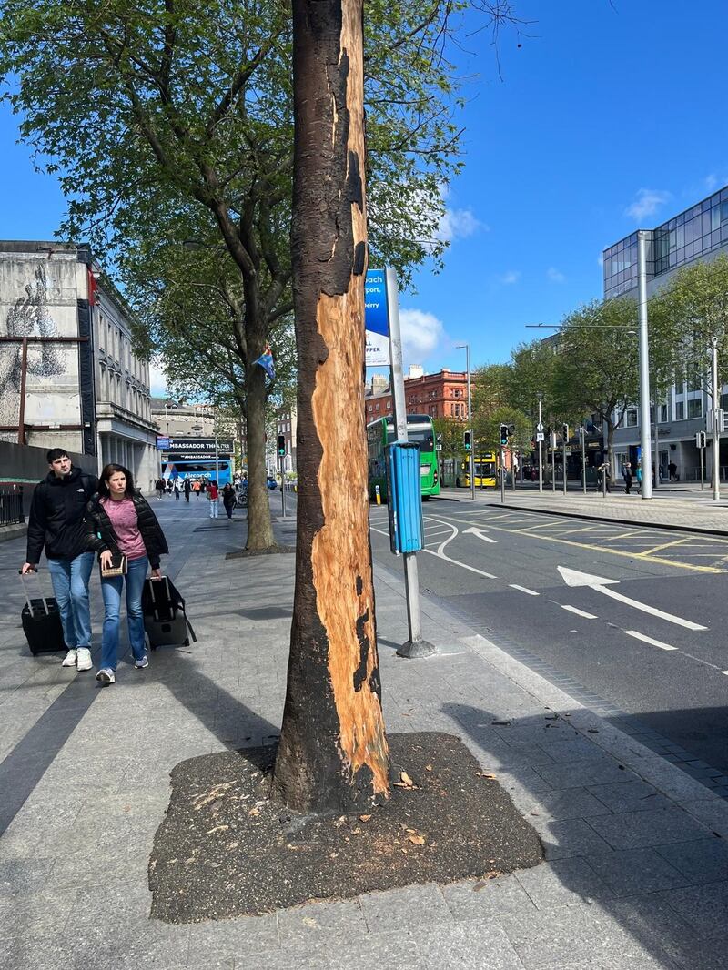 One of two London Plane trees on O’Connell Street damaged by fire during the Dublin riots