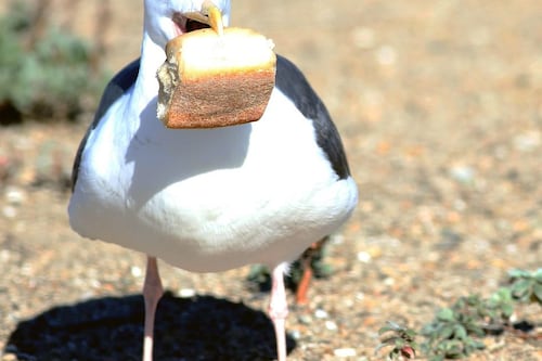 ‘They’re for the birds’: Council criticised for fining pensioner over feeding birds