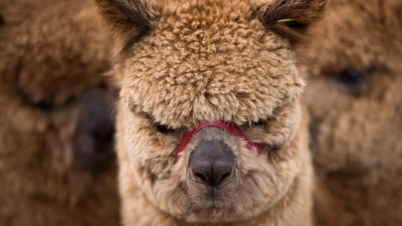 Animal experiences include chilling out with alpacas. File photograph: Oli Scarf/ AFP/Getty