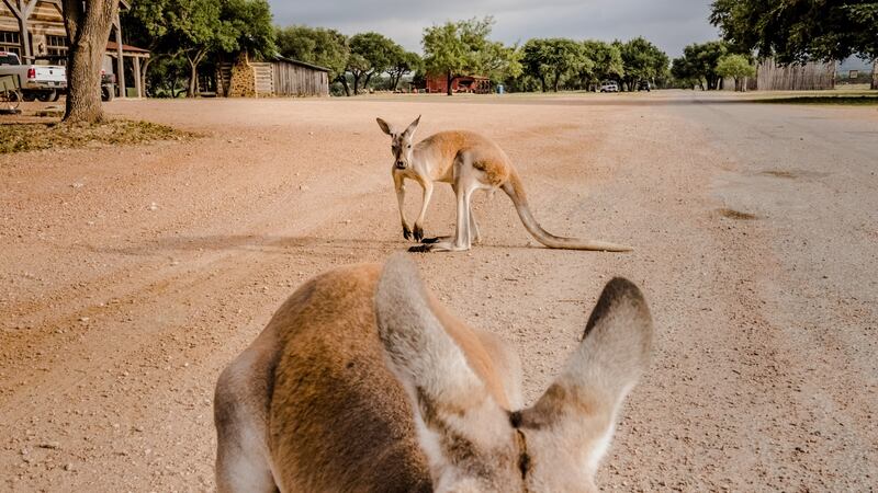 Three kangaroos that live in front of the Ox Ranch lodge in Uvalde, Texas. Photograph: Daniel Berehulak/New York Times