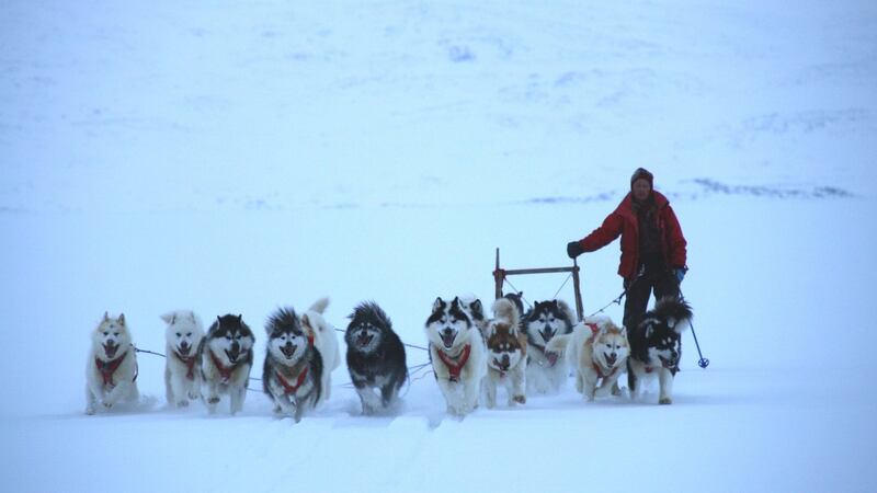 Orla drives a team of dogs