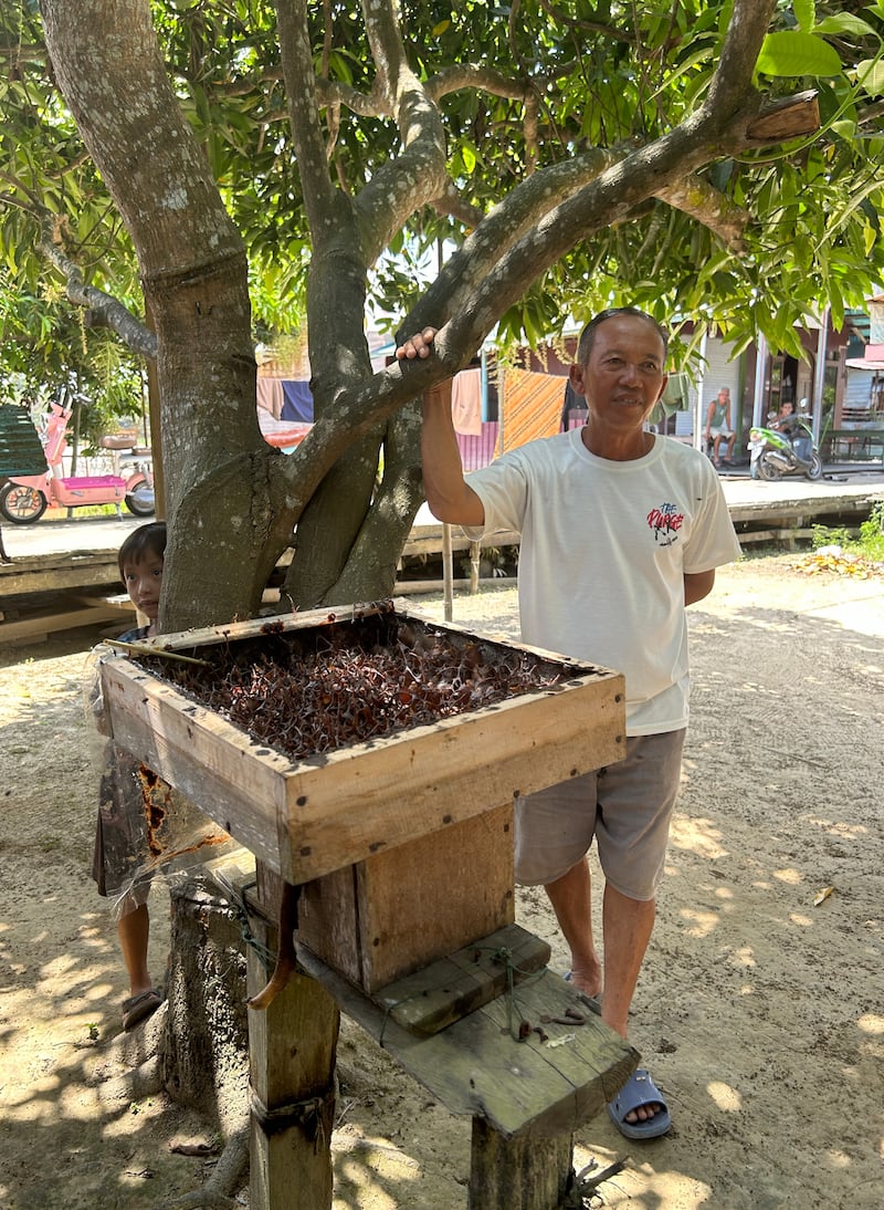 Stingless bees at Pusaka, on the Kahayan river, Kalimantan, Borneo