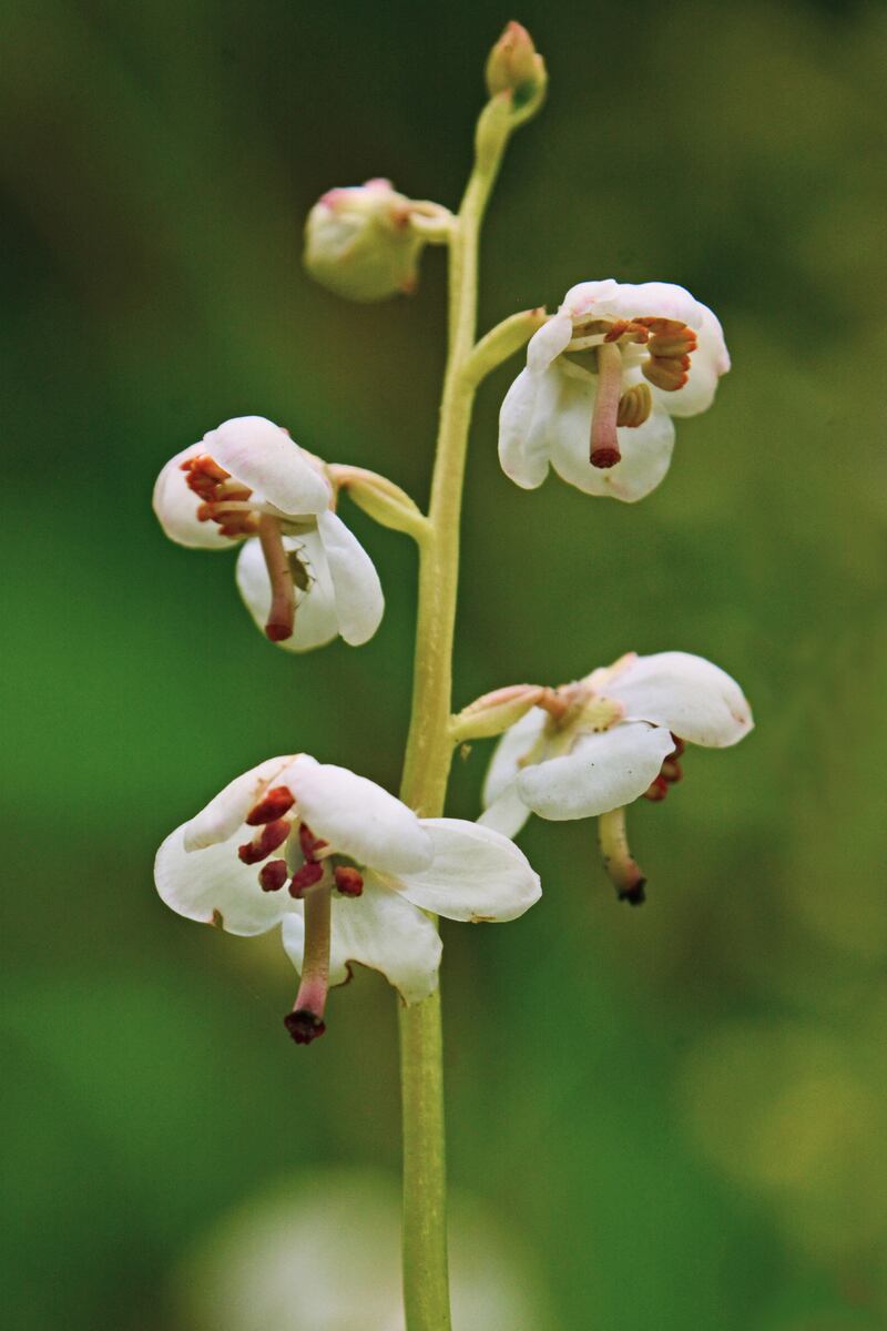 Phallic female organs: the curious configuration of the wintergreen’s flowers, at Raven Point. Photograph: Zoe Devlin