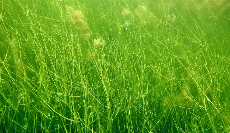 Seagrass (Ruppia maritima), also known as widgeon grass, in clear water in a healthy lagoon. Photograph: Cilian Roden