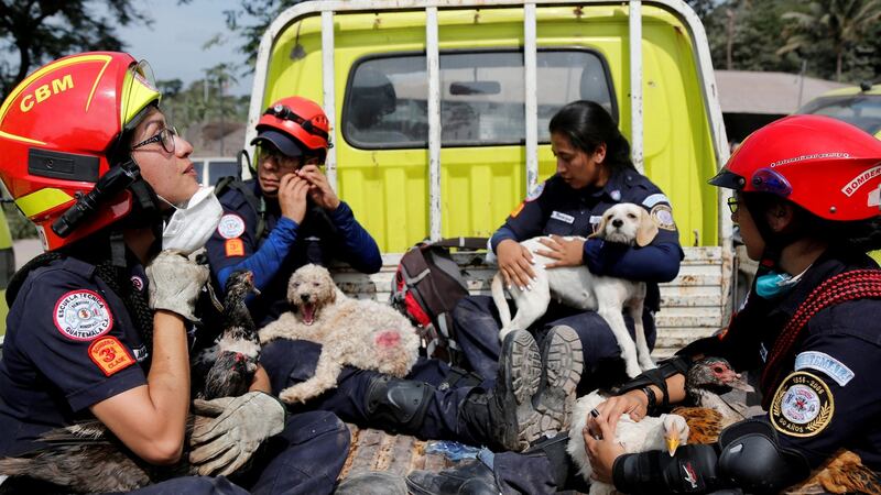 Firefighters hold rescued animals at an area affected by the eruption of the Fuego volcano in the community of San Miguel Los Lotes in Escuintla, Guatemala. Photograph: Luis Echeverria/Reuters