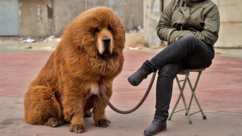 Hear me roar: a Tibetan mastiff. Easily mistaken for an African lion, wouldn’t you agree? Photograph: Getty Images