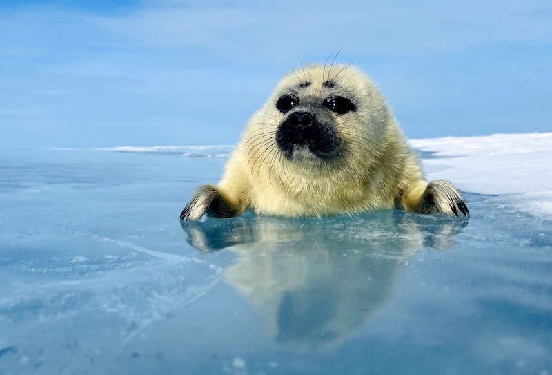 A Baikal seal pup surfacing from beneath the ice in Lake Baikal, Russia. Asia: The Frozen North. Photograph: Henry M Mix/BBC Studios