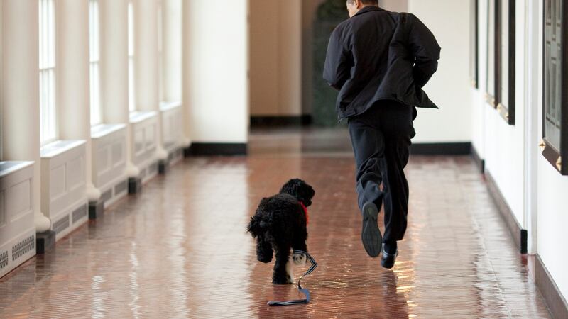 Michelle and Barack Obama shared on their social media that their dog Bo had died from cancer. Photograph: Pete Souza/The White House/Getty Images