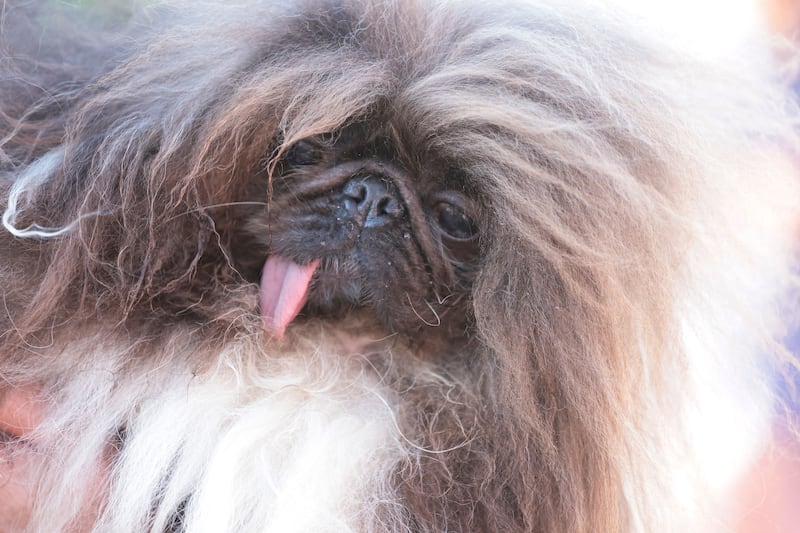 World’s Ugliest Dog contest: Eight-year-old Pekinese Wild Thang claims title